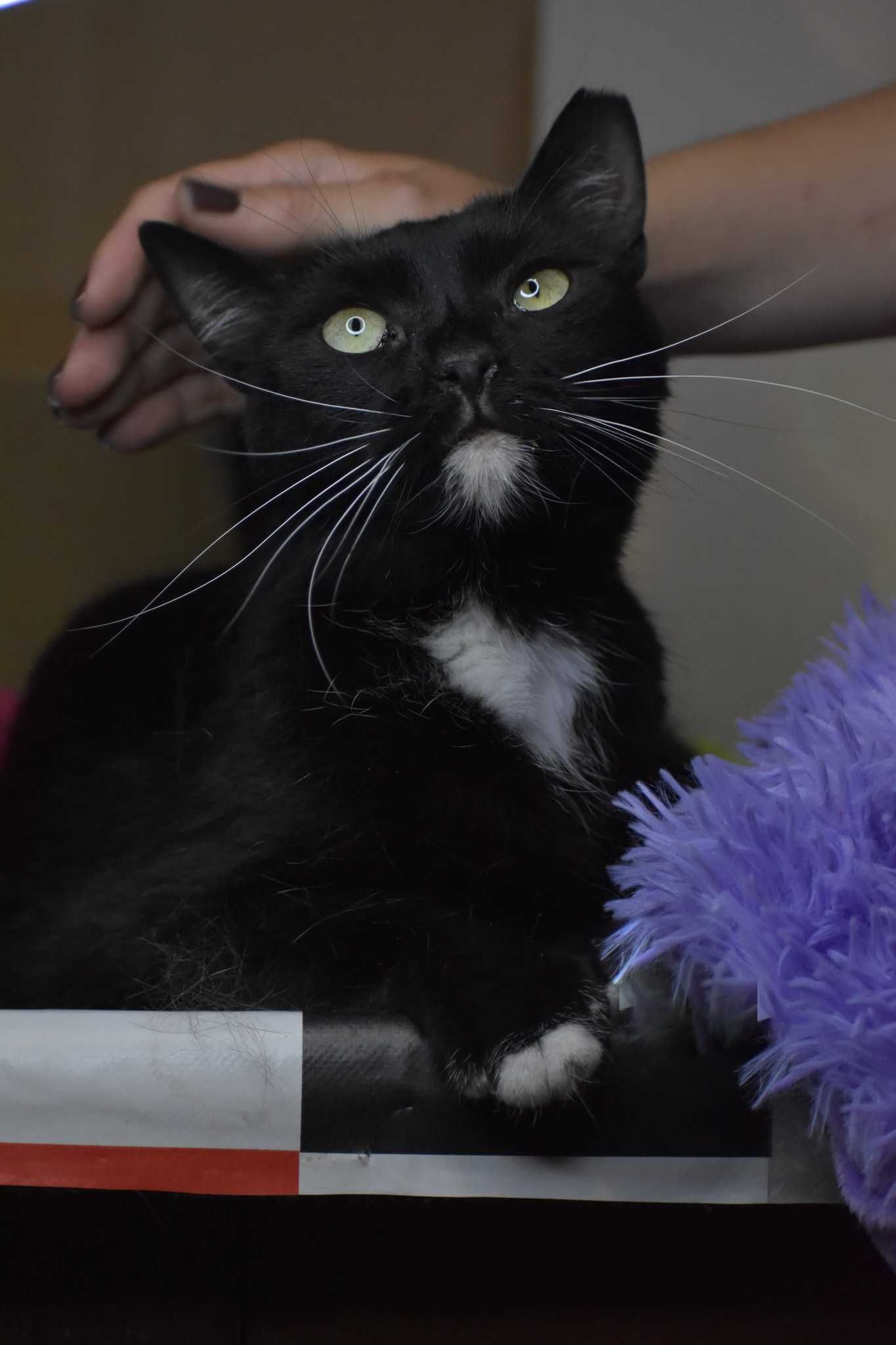 Tobołek poleca się do adopcji!