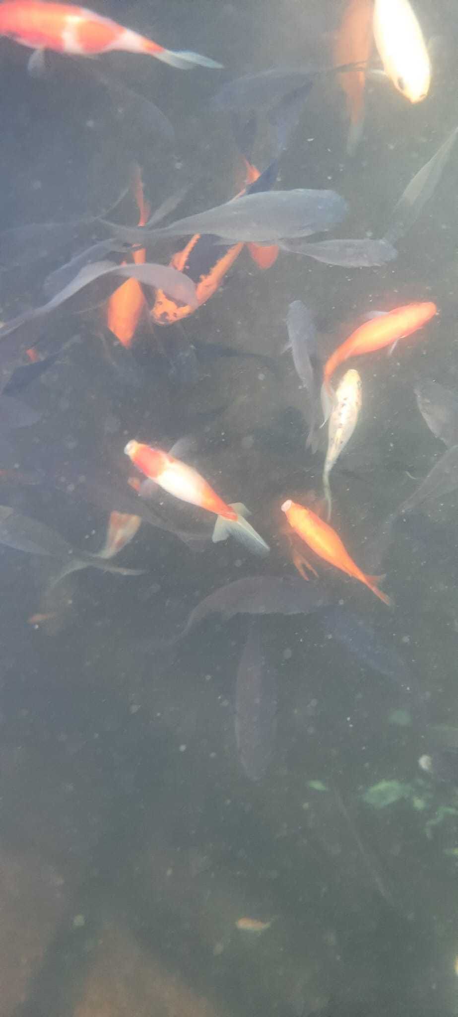 Peixe Kinguio Cometa agua fria