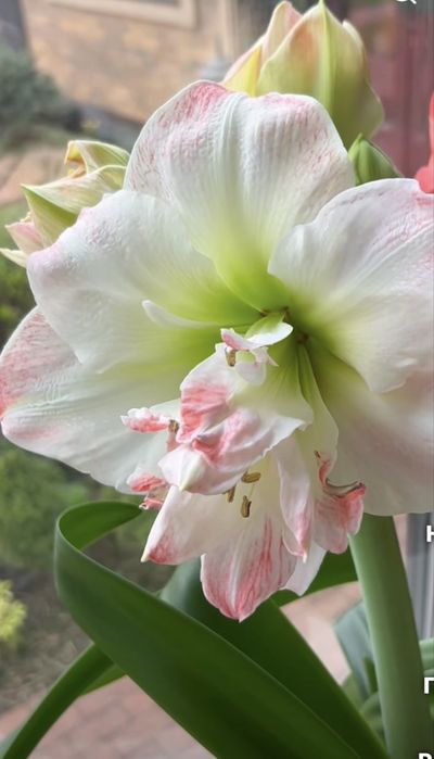 Набор: Три большие луковицы гиппеаструмов разных сортов