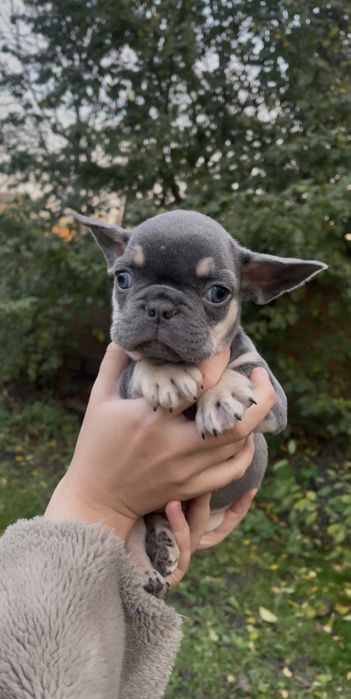 Голубий малюсінький хлопчик