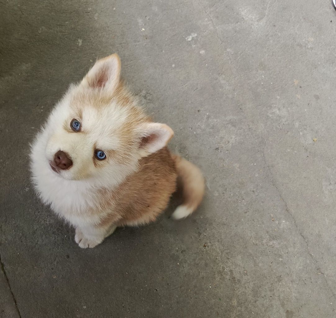 Husky Syberian haski szczeniak