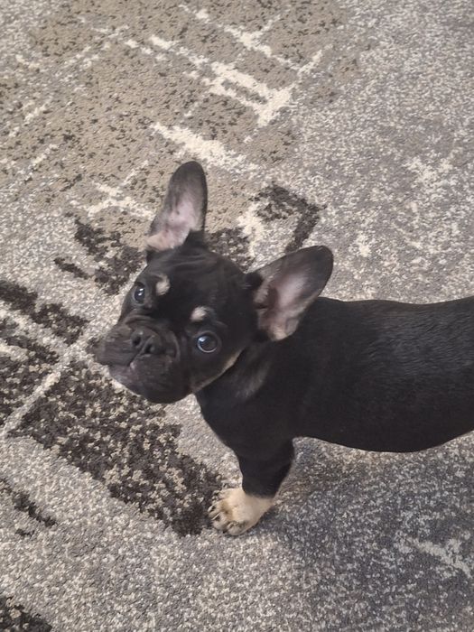 Французький бульдог