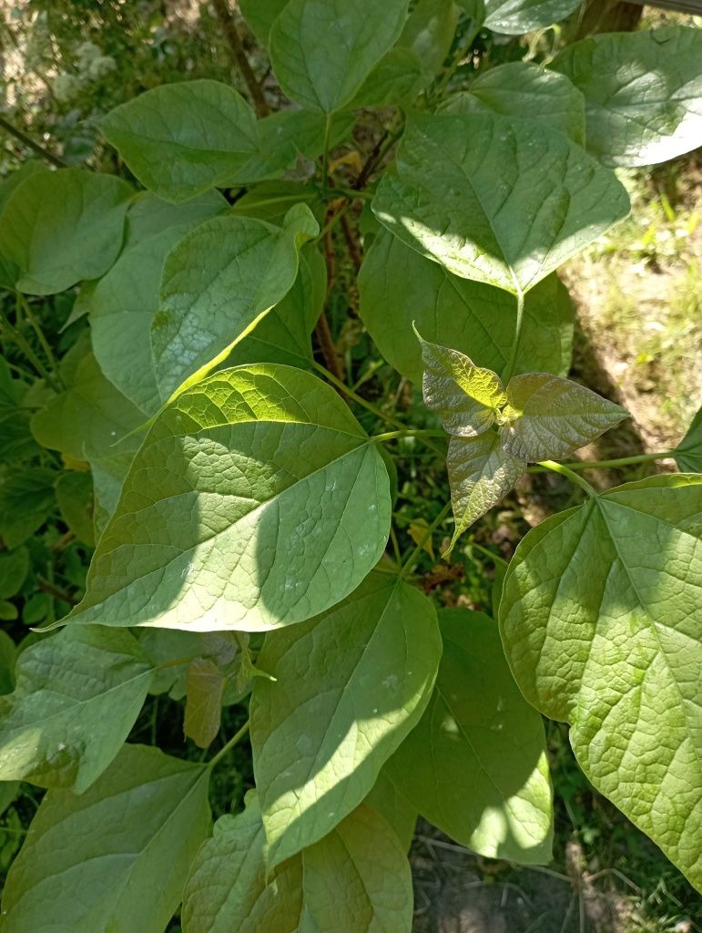 Sadzonki Surmi 120-150 cm wys.Indian Bean Tree Catalpa bignonioides