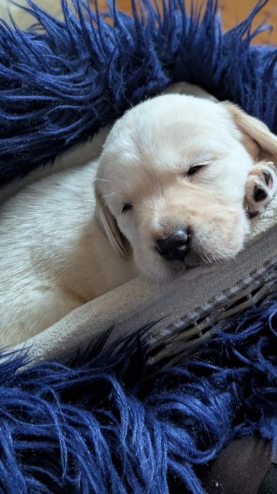 Labrador retriever biszkoptowy z rodowodem