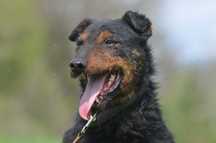 GACEK- do adopcji