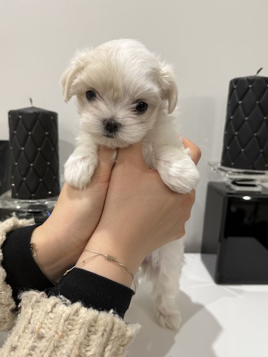 Dziewczynka Maltanka z rodowodem -