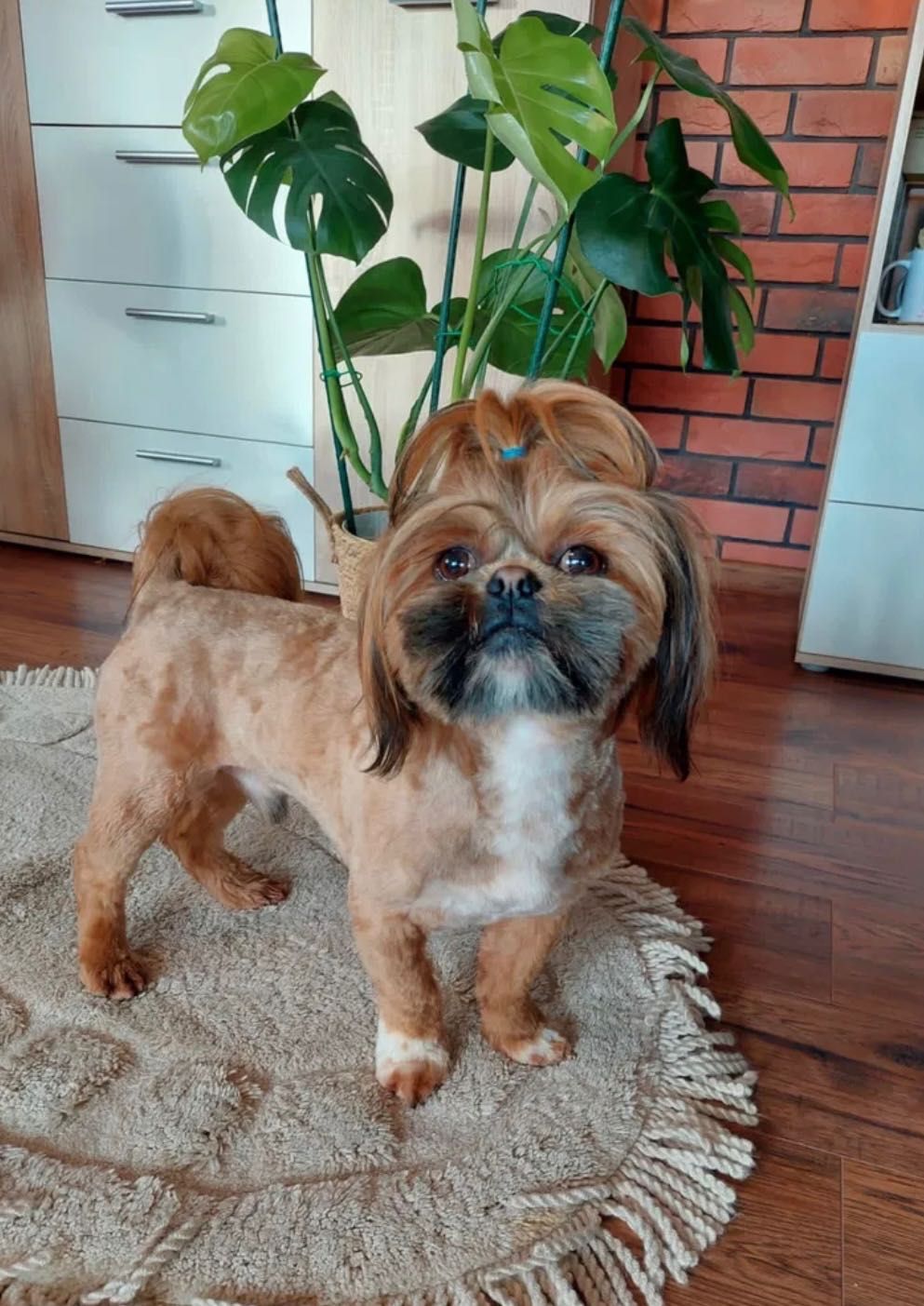 Shih tzu Piękny Piesek Gotowy do odbioru !