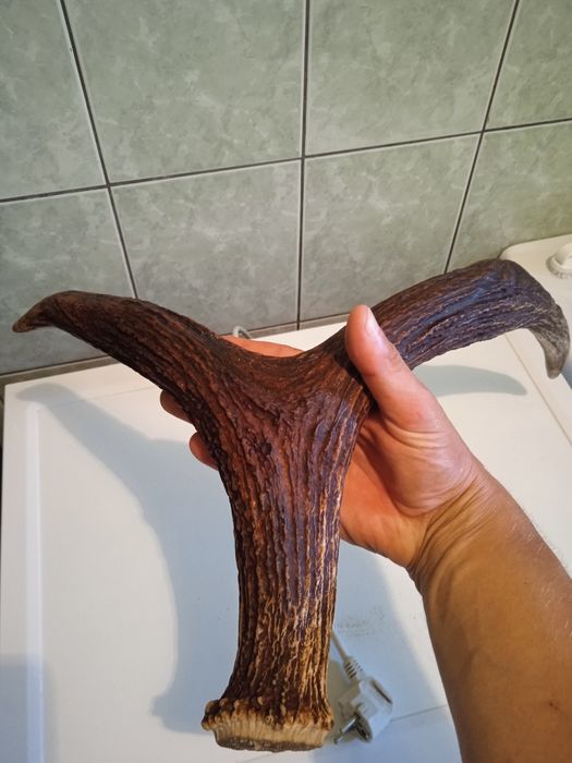 Poroże jelenia Rosocha Zrzut łosia poroże łosia jelenia parostki