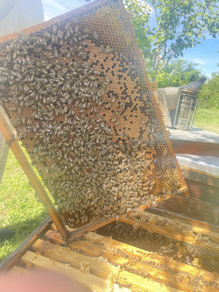 Бджолопакати,відводки,бджоли