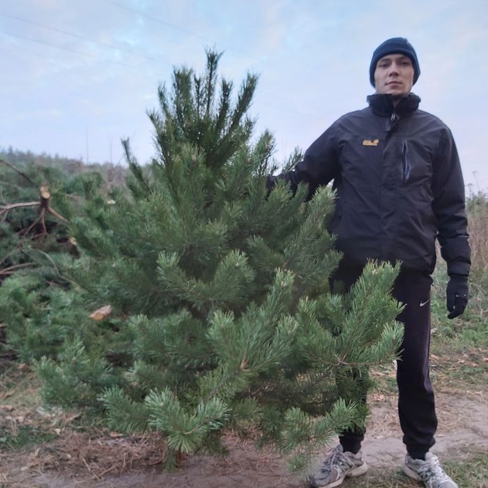 Новогодние сосни  ёлки оптом Тільки ОПТ