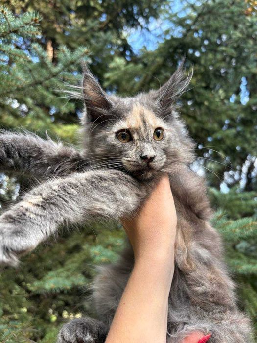 Кішечка мейн кун зі всіма документами WCF та доставкою Україною