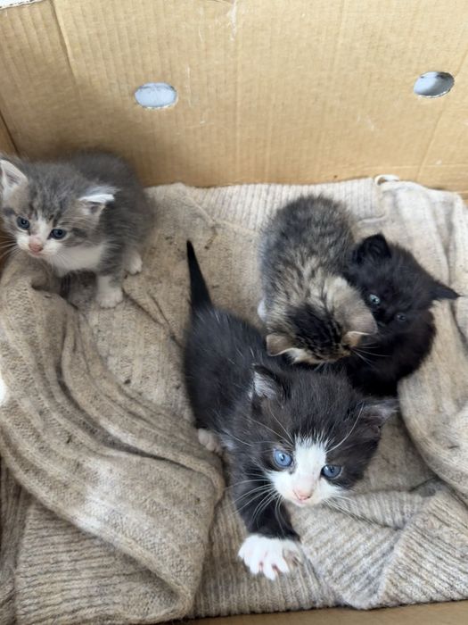Котенята в добрі руки