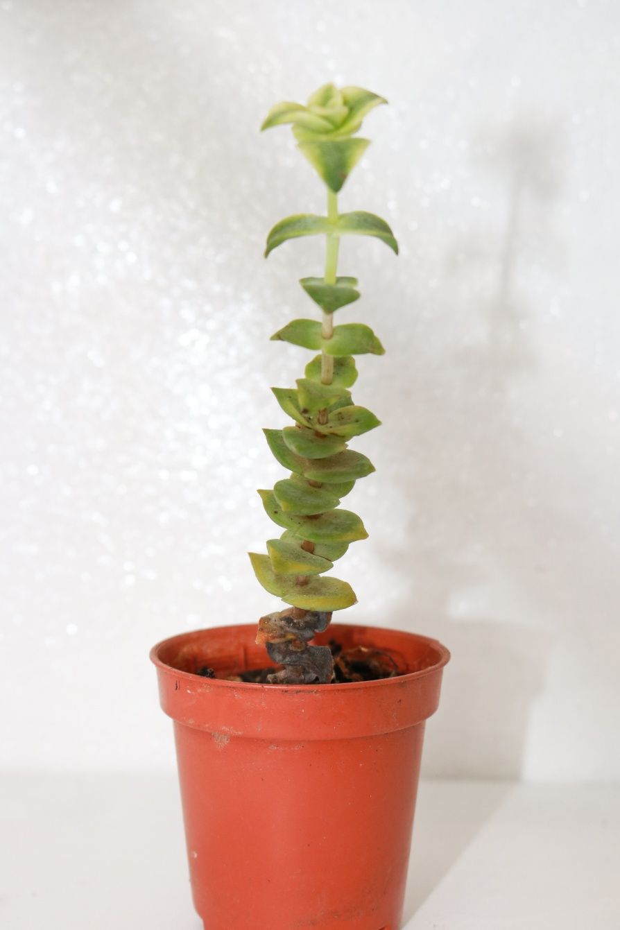 Vendo varias plantas e suculentas