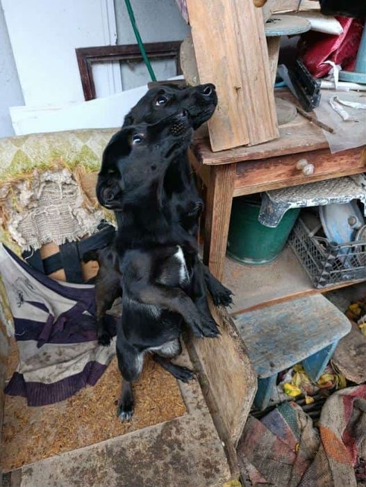 Цуценятки шукають свій дім і любляче серце