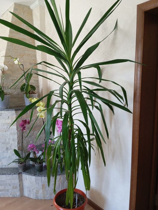 Продам кімнатний вазон юкку