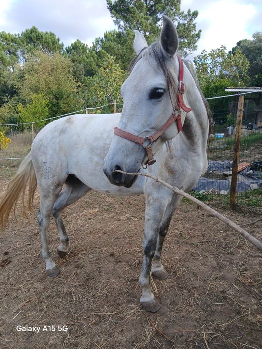 Duas poldras, uma livro verde, outra livro azul