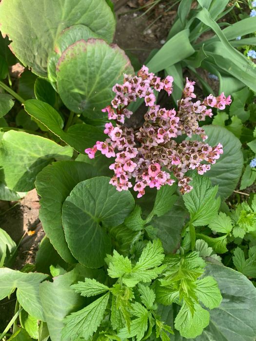 Różowa zimozielona wieloletnia cieniolubna bylina bergenia