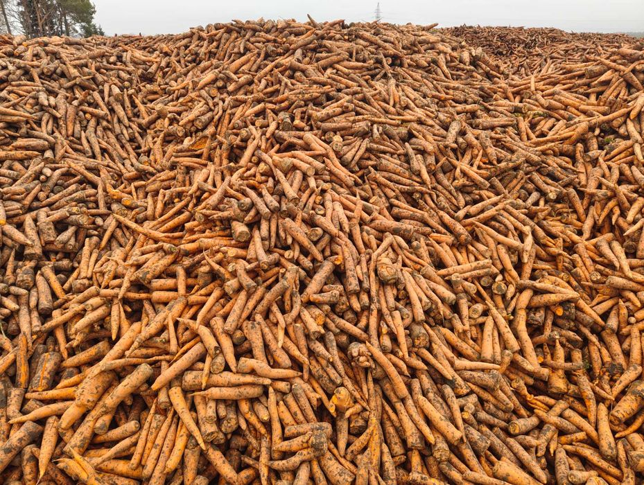 Marchew odmiana Warmia