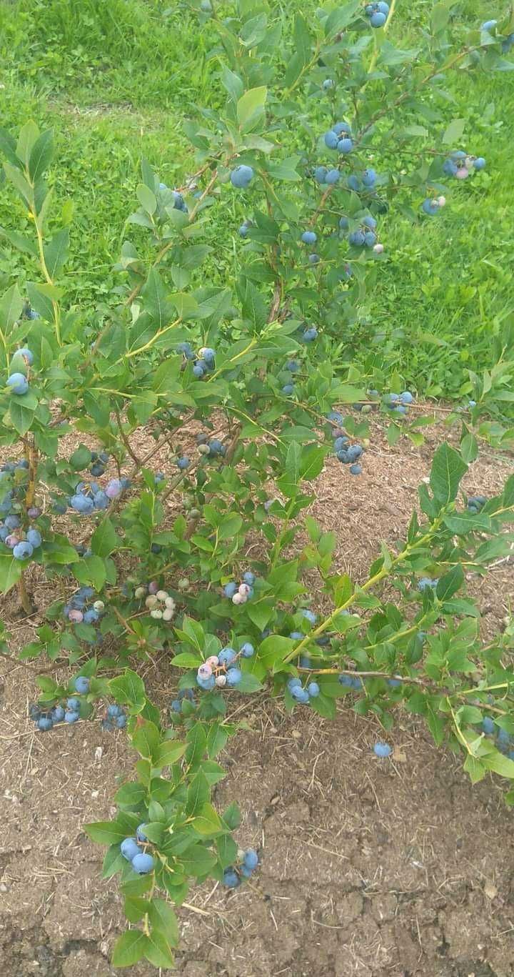 Drzewka borówki Amerykańskiej odmiana blue Cropp