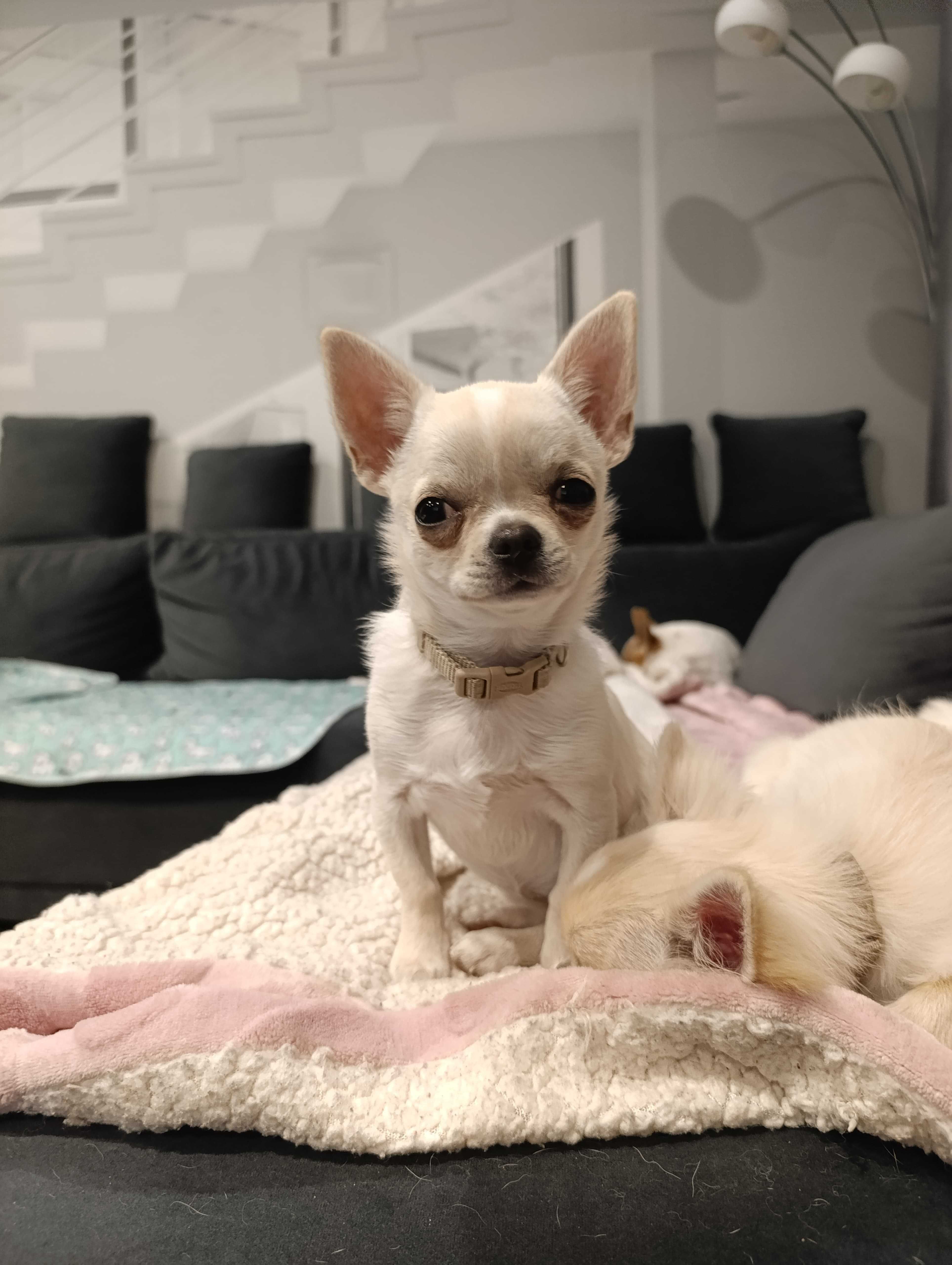 Suczka Chihuahua krótkowłosy ZKwP FCI