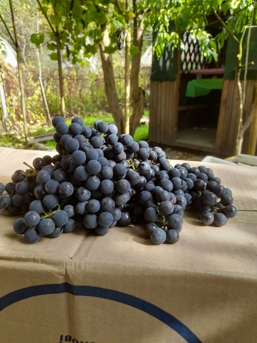 Продам виноград Ізобелла