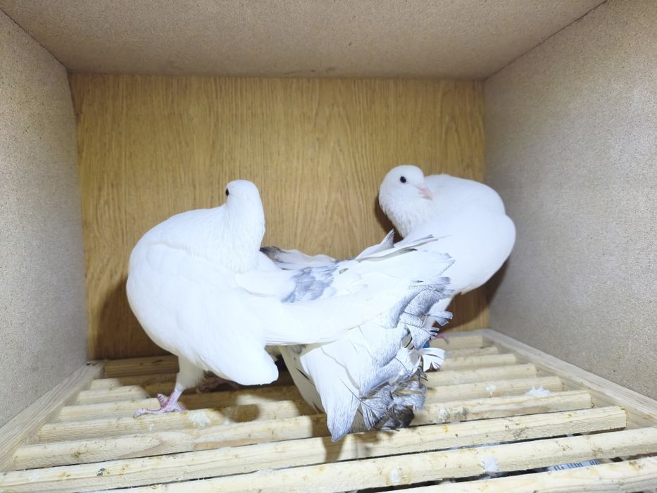 Gołębie pawiki lustrzane para