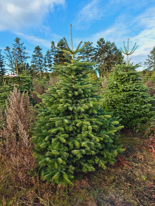 Jodła Kaukaska Cięta 250-300 cm lub w donicy 100-180 cm/ TuChoinki.pl