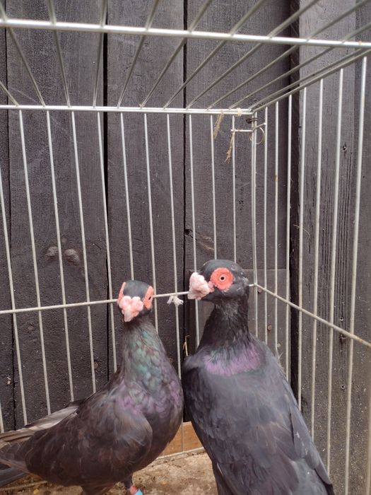 gołębie indiany.  Kolor czarne, czerwone, żółte i białe