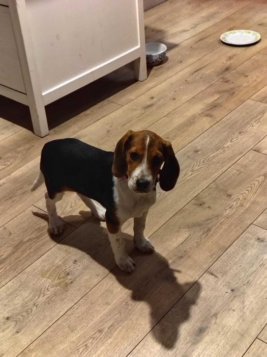 Mądra inteligentna i śliczna suczka