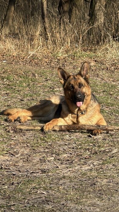Німецька вівчарка цуценята бронь
