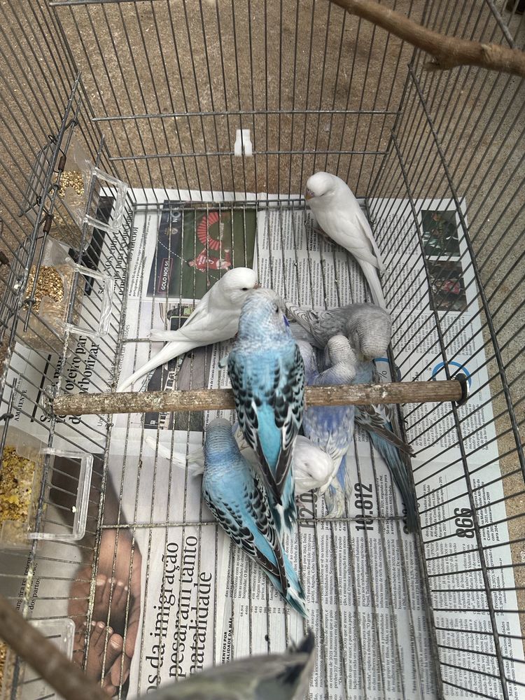 Aves anilhadas  para ceder