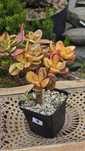 Grubosz Crassula Hummel's Ghost i Helios