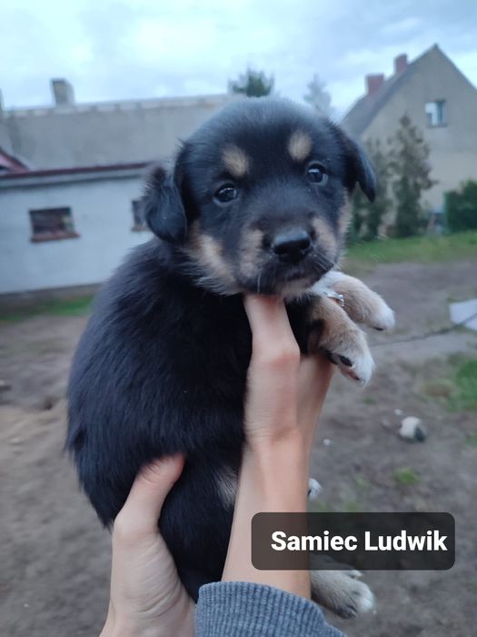 Szczeniak do adopcji