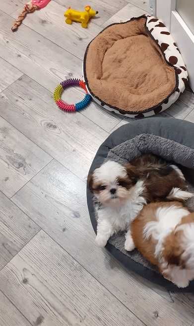 Śliczny piesek Shih Tzu z 4 pokoleniowym rodowodem-gotowy do odbioru.