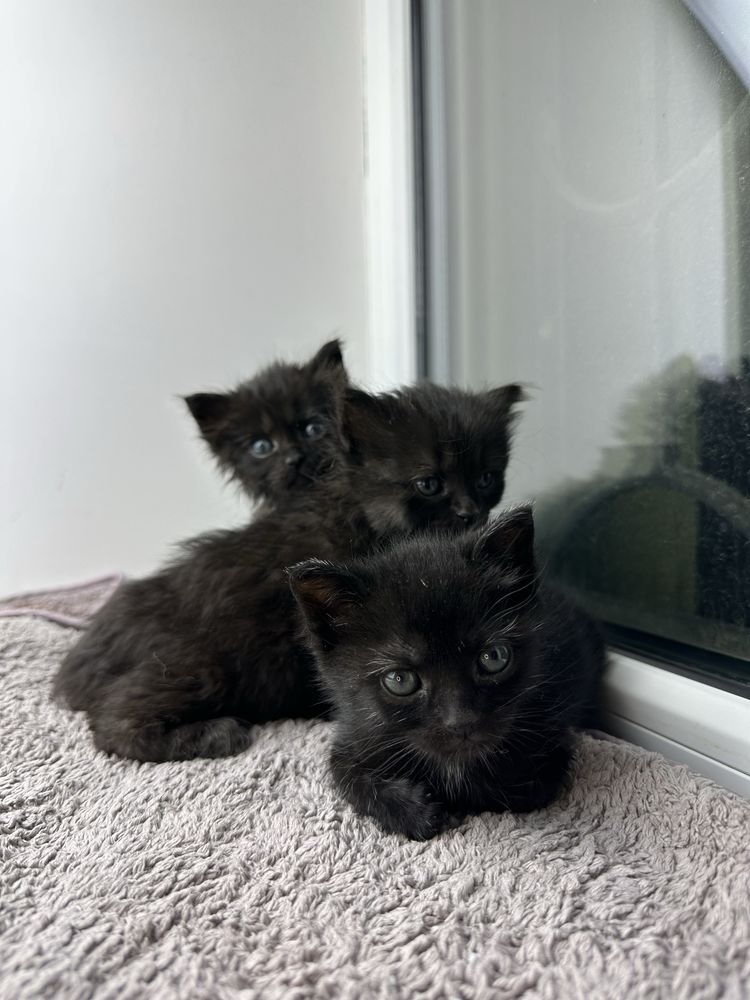 Кошеня шукає дім