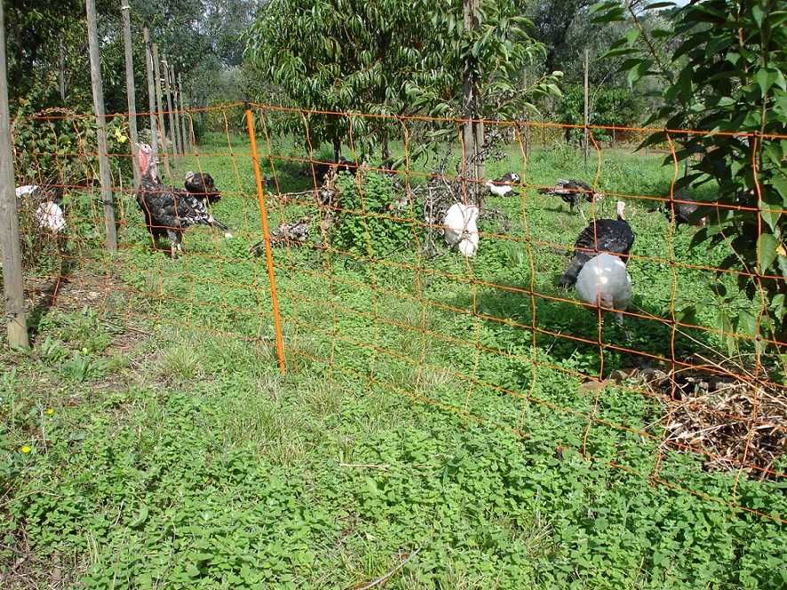 Kit para deixar andar os seus animais a vontade que é pratico e eficaz