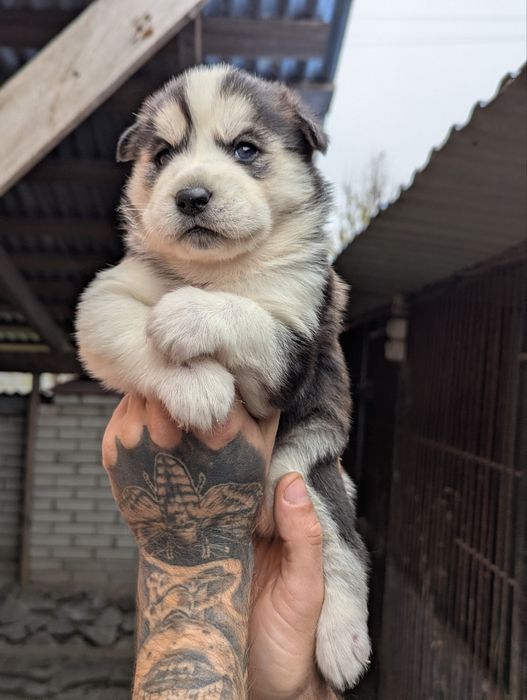 Сибірський хаскі- шикарні