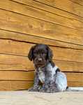 Płochacz Niemiecki wachtelhund spaniel