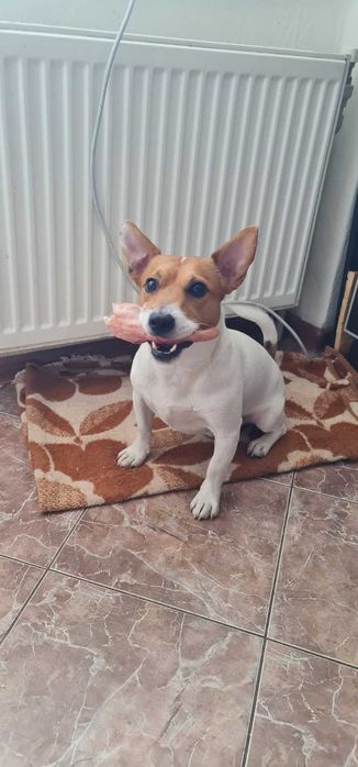 Джек рассел шукає дівчинку