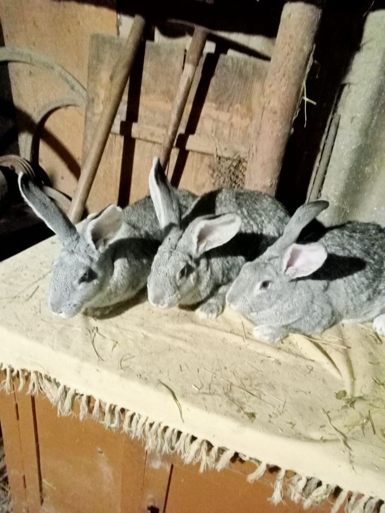 Самці і самки Шиншила.