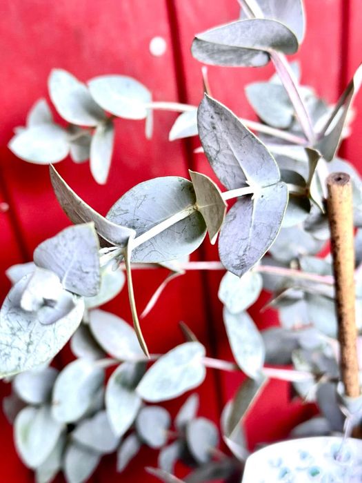 Евкаліпт. Доставка