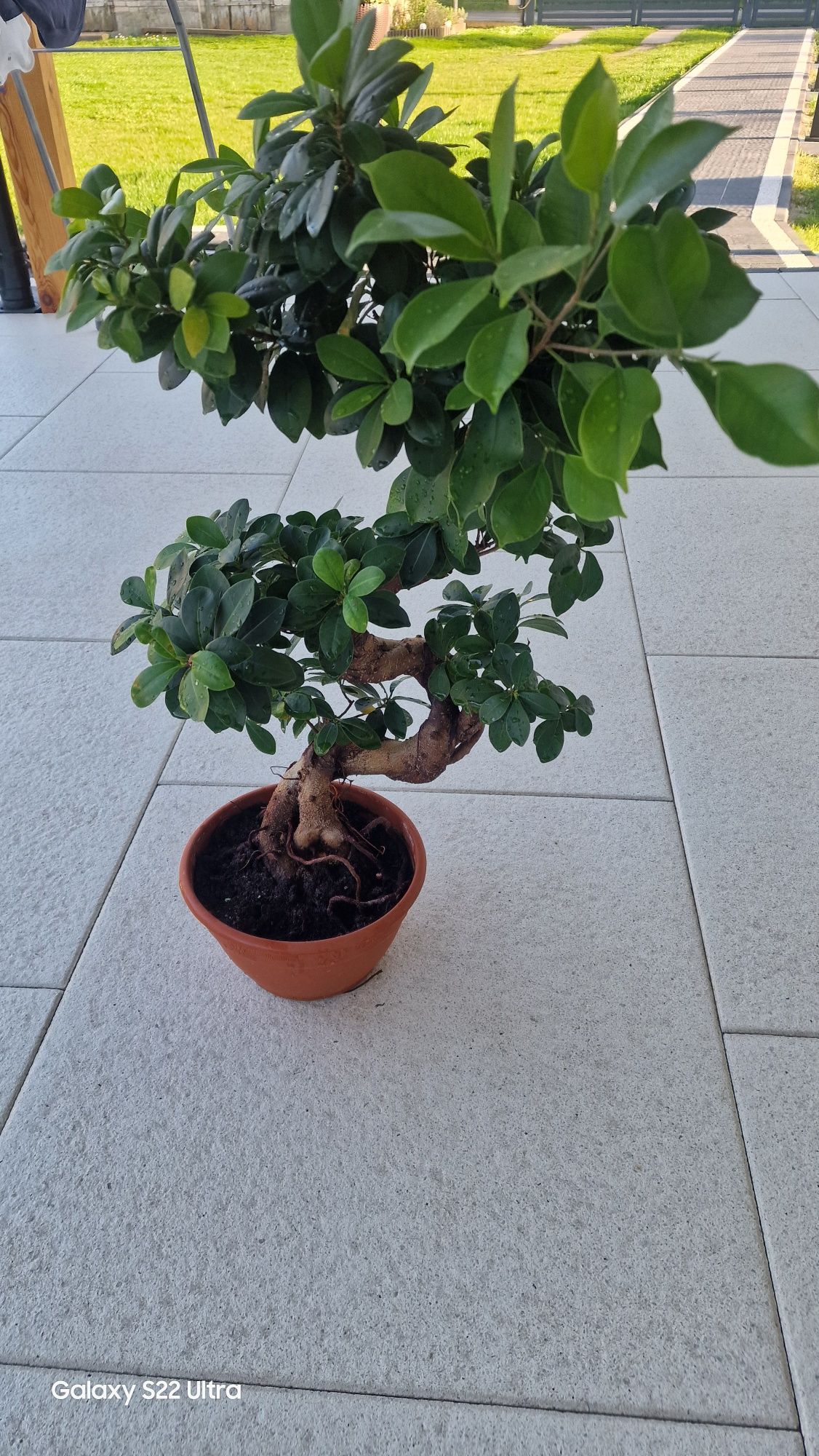 Kwiat Fikus bonsai 75cm wys.