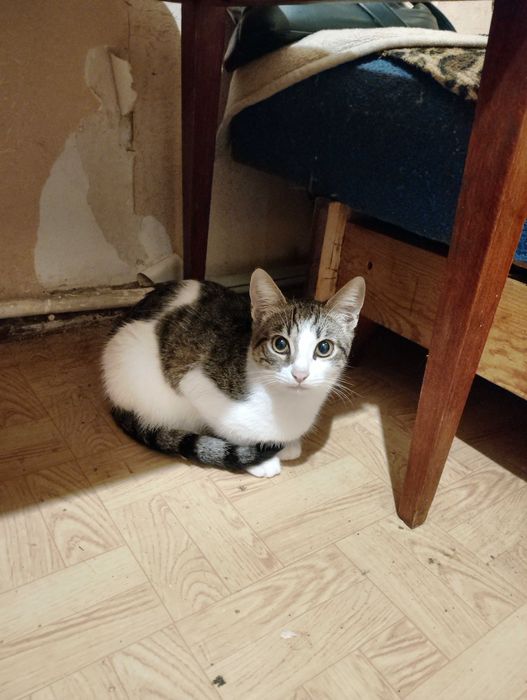 Отдам бесплатно котенка