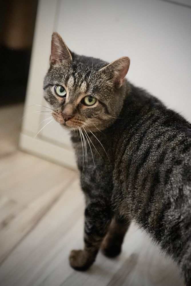 Cudny 3 letni kocur Michałek do adopcji!