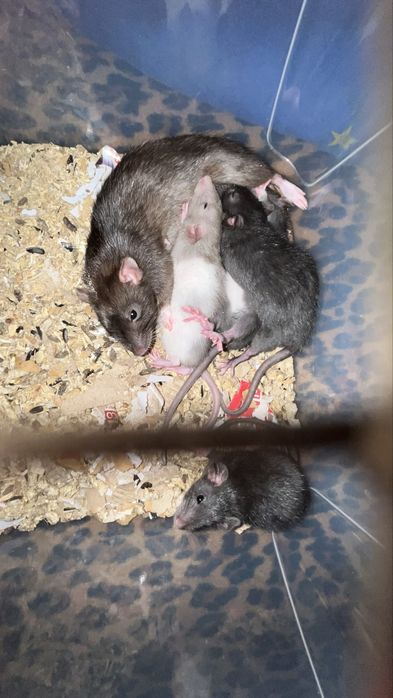 Крысы дамбоухие,ручные,Харьков