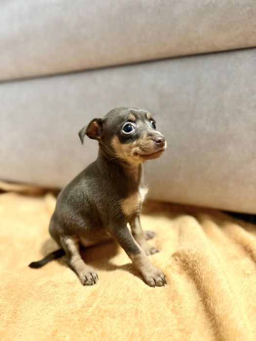 Mini Pincher Femea chocolate 2 meses