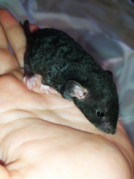 Криса, крысиня, крыска, Дамбо, Рекс, щур. Ручні крисинята