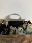 Gatinhos para Adoção