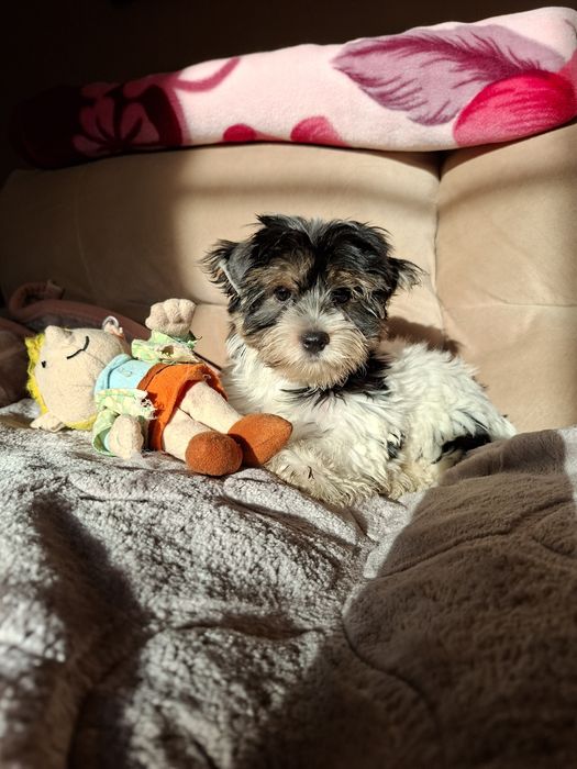 Sprzedam Yorkshire brewier chłopak