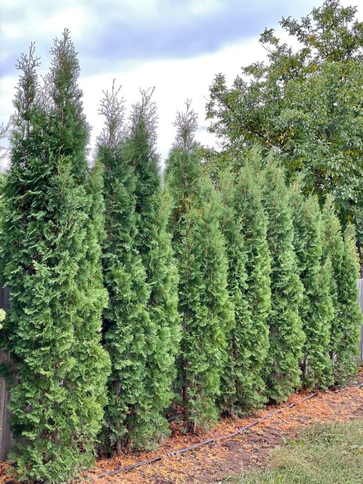 Туя Західна «Колумна»